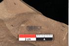 Foto (Detailansicht) von Pinus praesilvestris Ettingshausen (NHMW-GEO-2024-0188-0251)